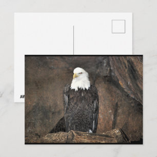 Postal Retrato del águila calva americana