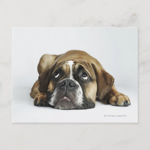 Postal Retrato del Bulldog Dorset Old Tyme
