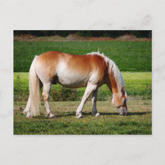 Postal Retrato del caballo