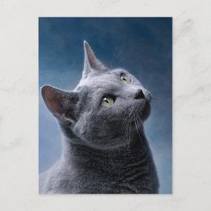 Postal Retrato del gato