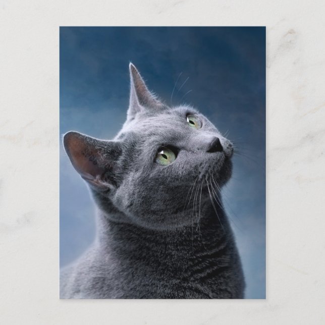 Postal Retrato del gato (Anverso)