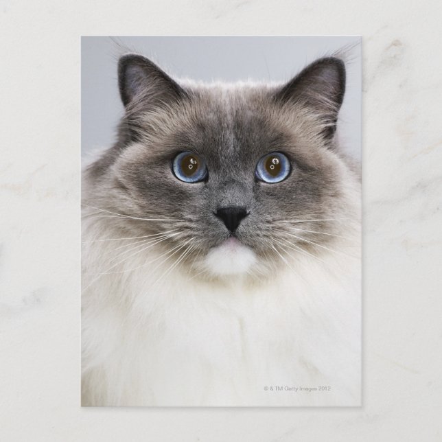 Postal Retrato del gato de Ragdoll (Anverso)