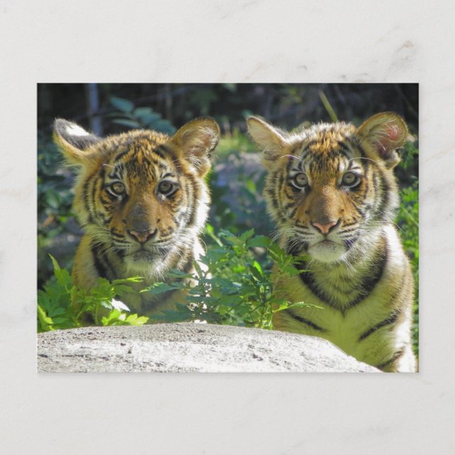 Postal Retrato del par de tazas de tigre (Anverso)