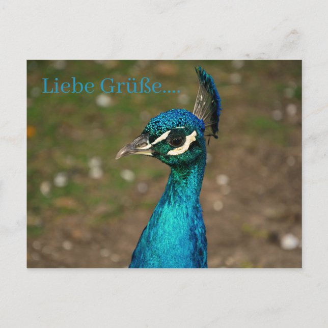 Postal retrato del pavo real azul (Anverso)