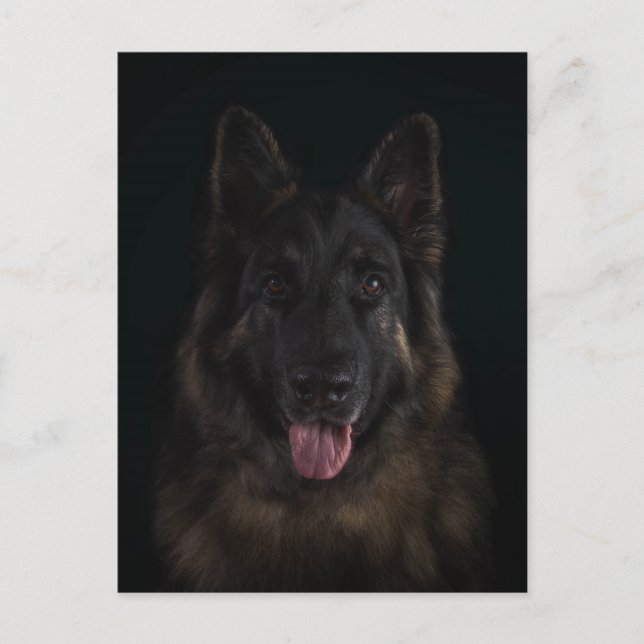 Postal Retrato del perro de pastor alemán (Anverso)