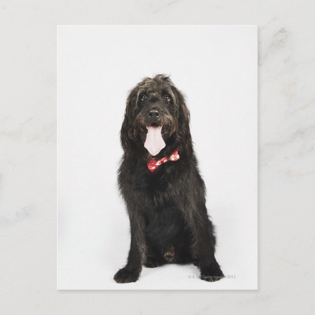 Postal Retrato del perro Labradoodle (Anverso)