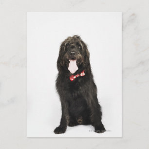 Postal Retrato del perro Labradoodle