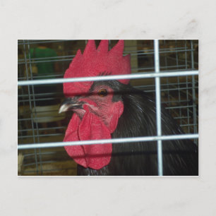 Postal Retrato del pollo
