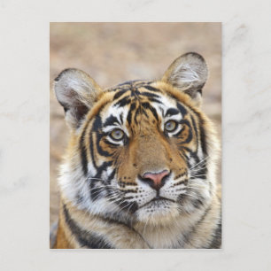 Postal Retrato del tigre de Bengala Real, Ranthambhor
