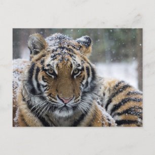 Postal Retrato del tigre de invierno
