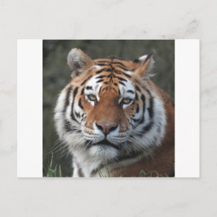 Postal Retrato del tigre siberiano