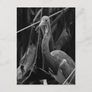 Postal Retrato elegante de garza - Fotografía de vida sal