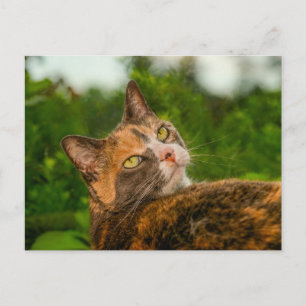 Postal Retrato Exterior de Gato Caparazón de Tortuga Curi