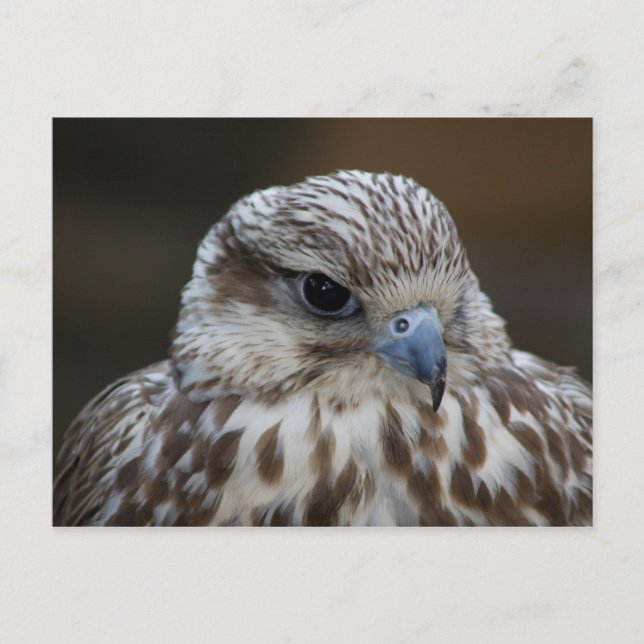 Postal Retrato Falco cherrug (Anverso)