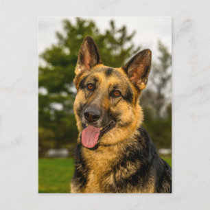 Postal Retrato feliz del perro pastor alemán