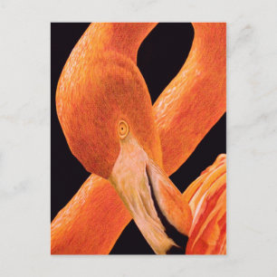 Postal Retrato Flamingo