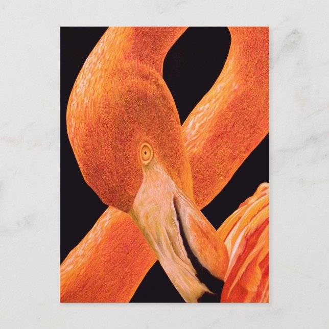 Postal Retrato Flamingo (Anverso)