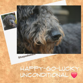 Postal Retrato fotográfico de perro de Shepadoodle
