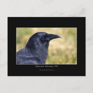 Postal Retrato fotográfico de Wild Raven