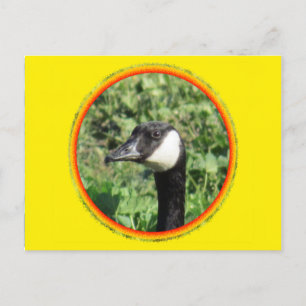 Postal - Retrato ganso