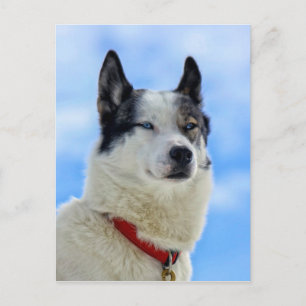 Postal Retrato husky siberiano