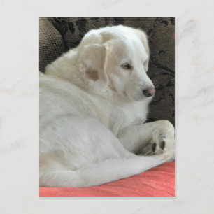 Postal Retrato lindo de perro blanco