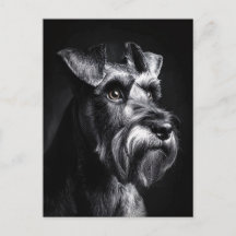 Retrato monocromo de Schnauzer