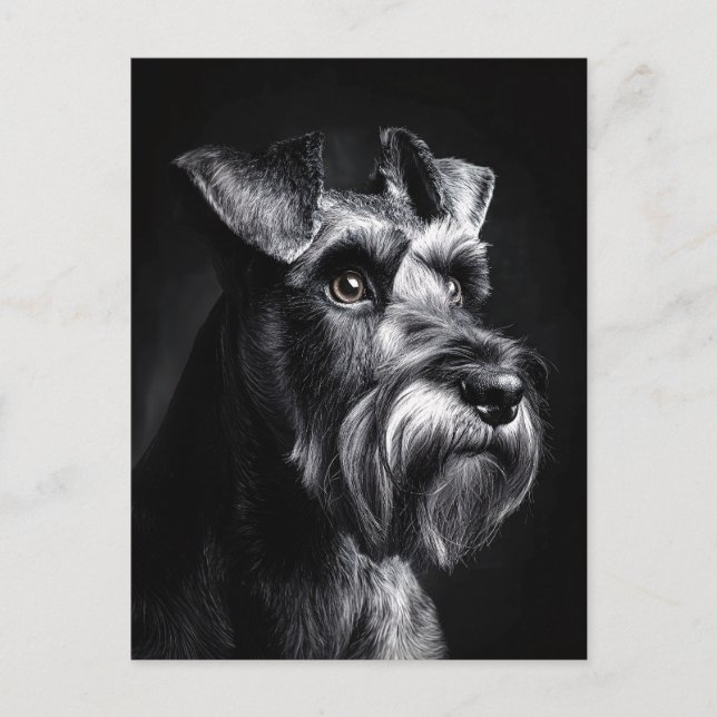 Postal Retrato monocromo de Schnauzer (Anverso)