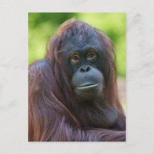 Postal Retrato orangután de alma