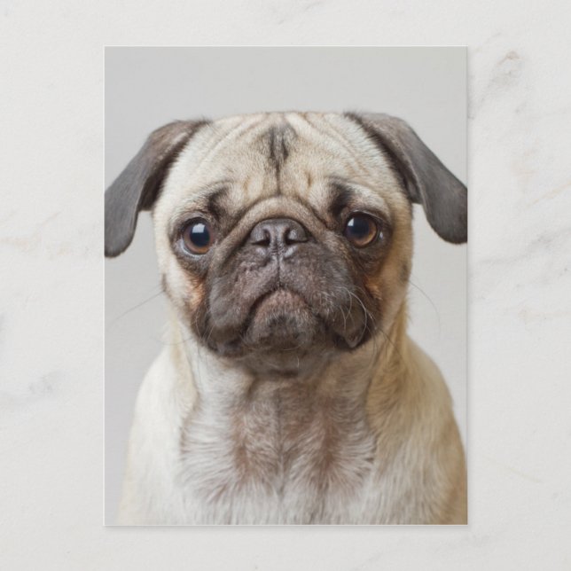 Postal Retrato Pug (Anverso)