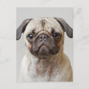 Postal Retrato Pug