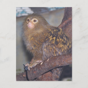 Postal Retrato Pygmy Marmoset