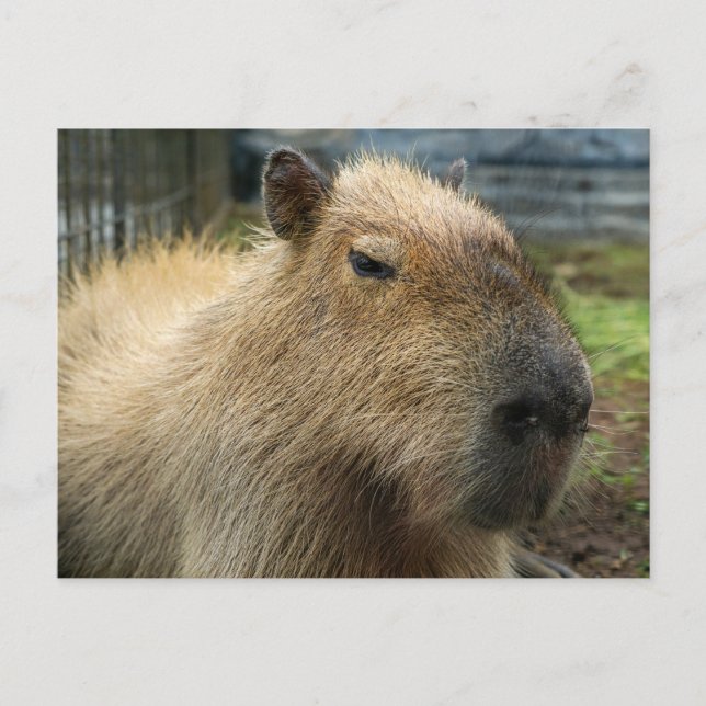 Postal Retrato relajado de Capybara (Anverso)
