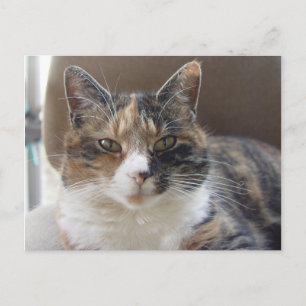 Postal Retrato "rojo" del gato
