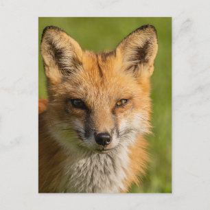 Postal Retrato rojo Fox