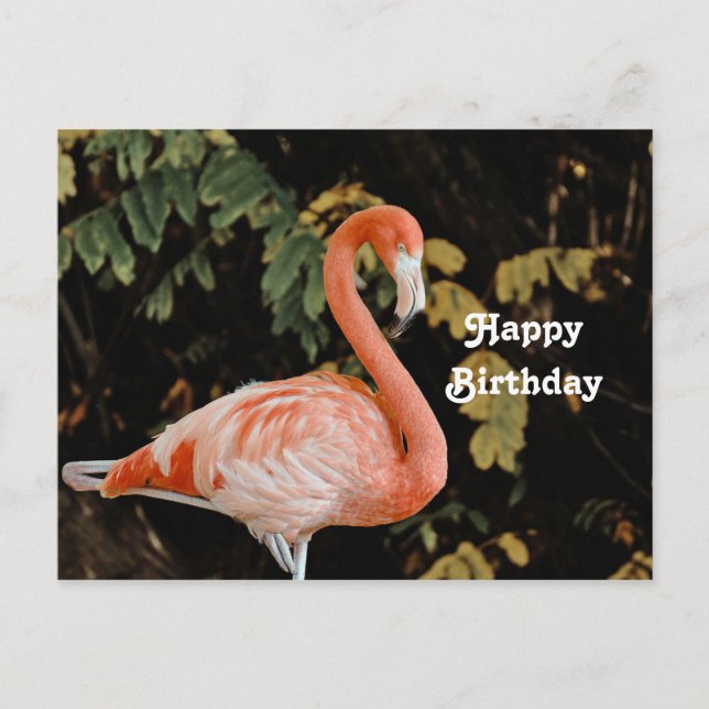 Postal Retrato rosa Flamingo Foto de vida silvestre Cumpl (Anverso)