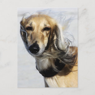 Postal Retrato Saluki