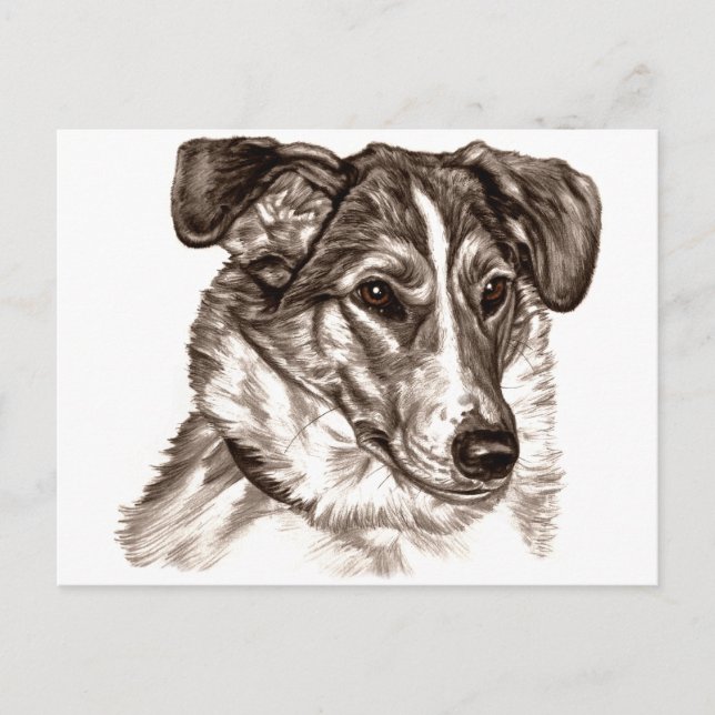 Postal Retrato suave de Collie (Anverso)