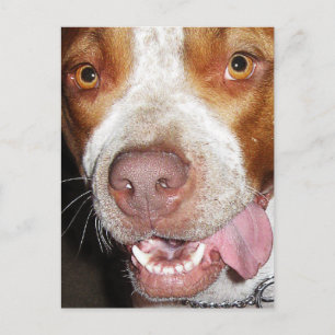 Postal Retrato tonto de Pitbull