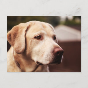 Postal Retriever de Labrador