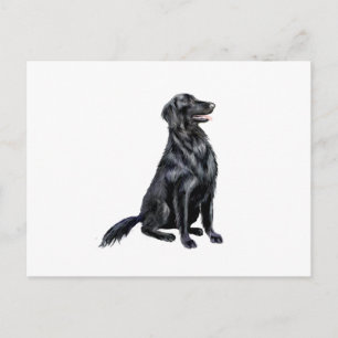Postal Retriever de pelo liso (B)