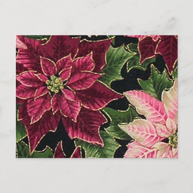 Postal Retro 50 Poinsettia Borgoña Rosa (Anverso)