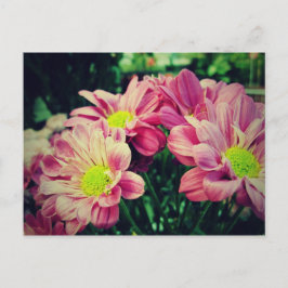Postal Retro Daisies II