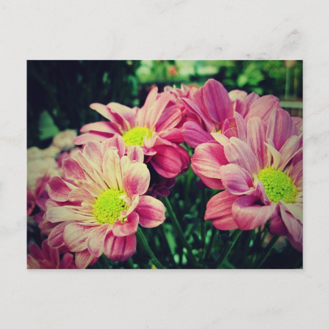 Postal Retro Daisies II (Anverso)