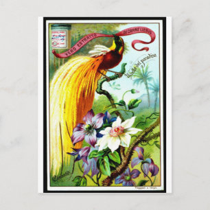 Postal Retro Paradise Bird Postacard