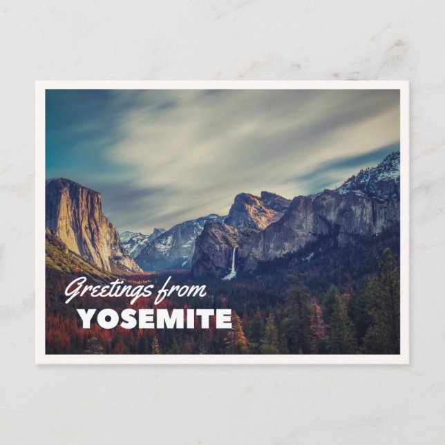 Postal Retro Yellowstone Saludos Bisonte Pastando Manta (Anverso)