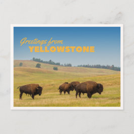 Postal Retro Yellowstone Saludos Bisonte Pastando Manta