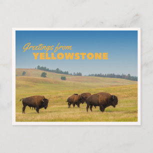 Postal Retro Yellowstone Saludos Bisonte Pastando Manta