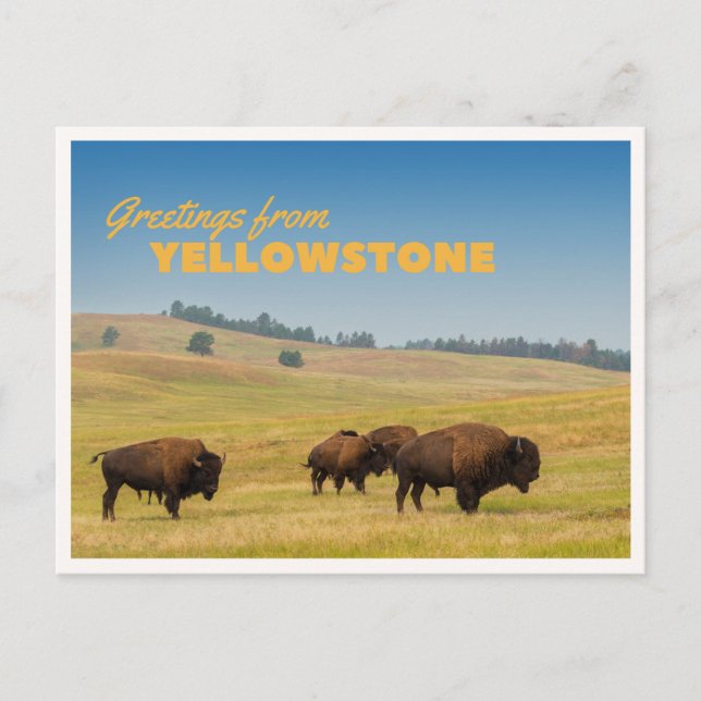 Postal Retro Yellowstone Saludos Bisonte Pastando Manta (Anverso)