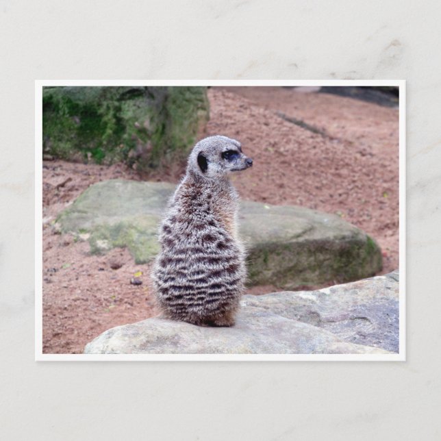 Postal retroceso de meerkat (Anverso)